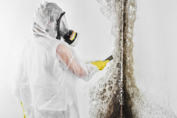 Best Mold Remediation Services  in Laverne, OK