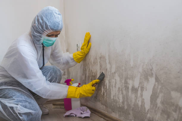 Best Mold Remediation  in Laverne, OK