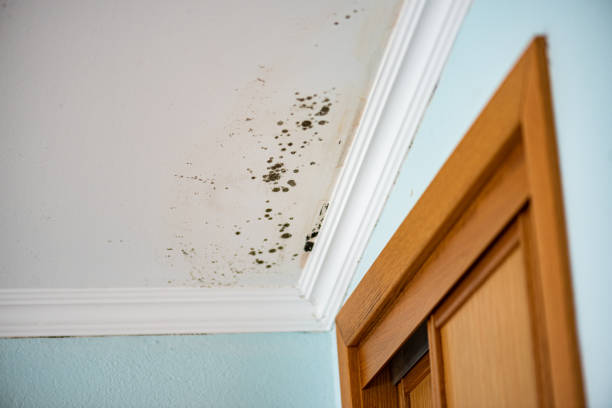 Best Commercial Mold Removal  in Laverne, OK