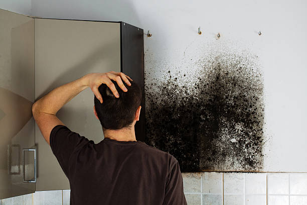 Best Affordable Mold Removal  in Laverne, OK