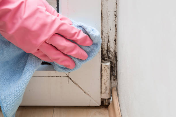 Best Emergency Mold Removal  in Laverne, OK